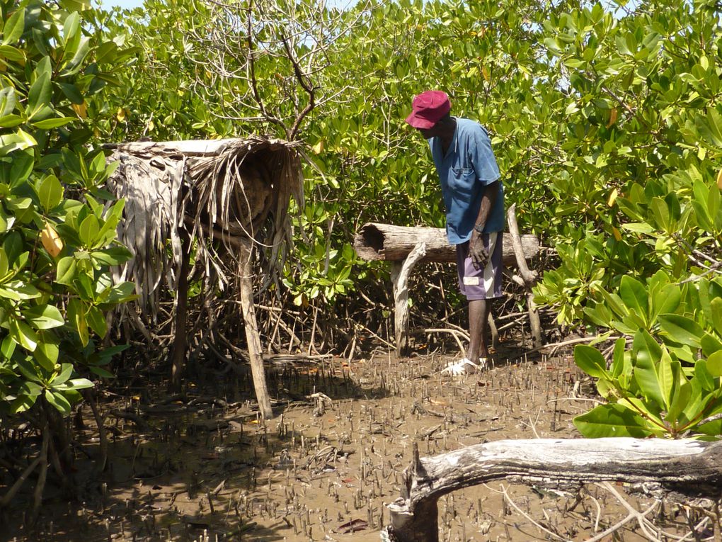 Les ruches traditionnelles dans la mangrove.