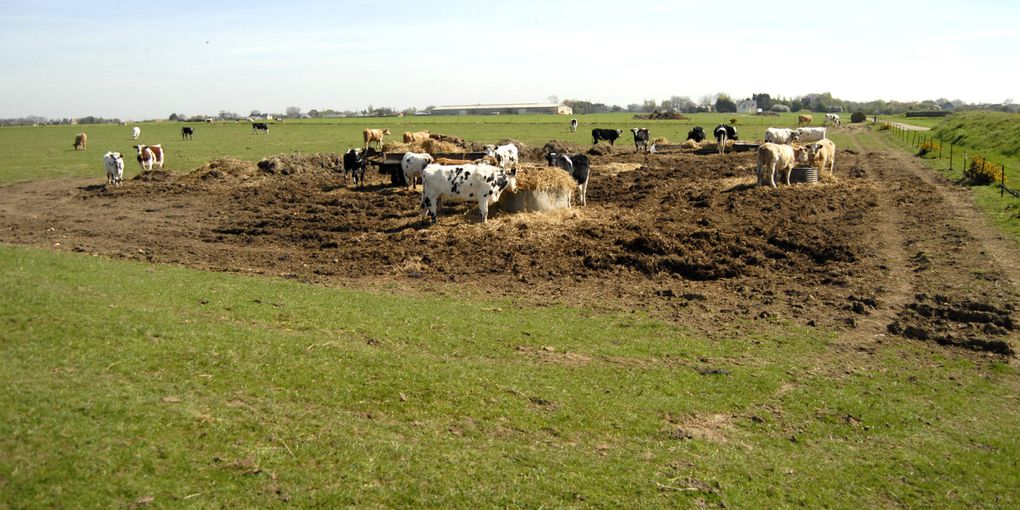 suite de la randonnée de la côte d'Albâtre par deux seinomarins et plus parfois - d'Ault à Ste Adresse, Cap de la Hève 2008 à 2011