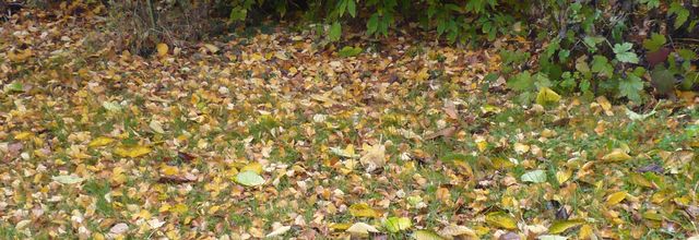 Album - Sorties-Nature