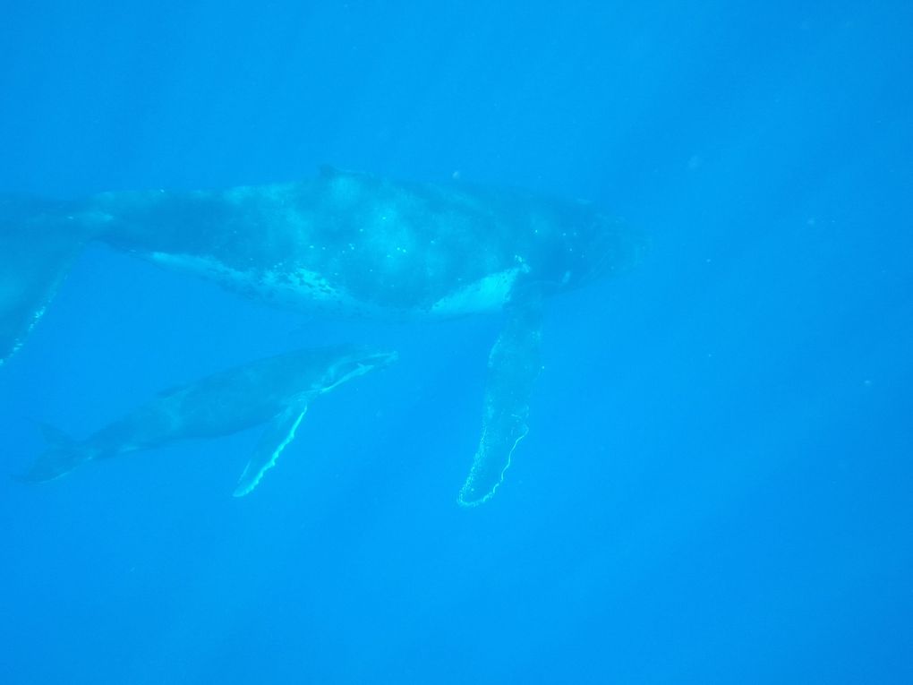 Album - baleines---dauphins