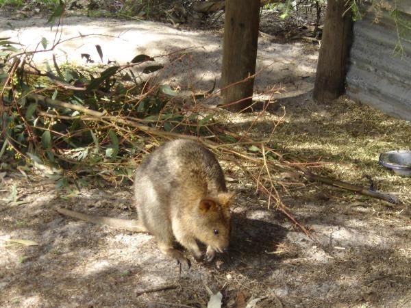 Album - 2005 Coupe-du-Monde-Australie