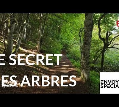La thérapie par les arbres
