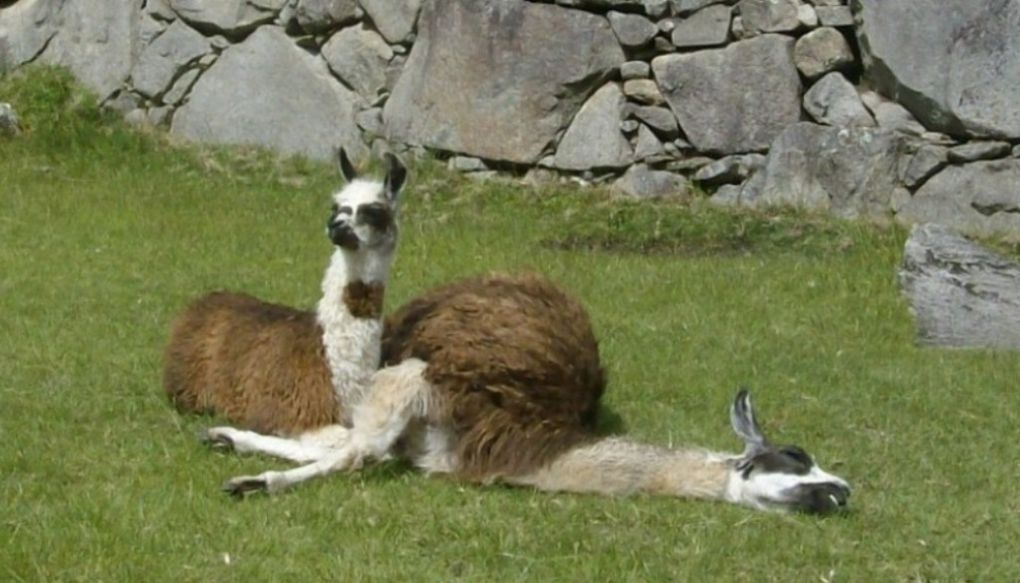 MACHU PICCHU - LA FAUNE