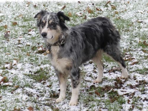 Notre fidèle Utah qui a eu 10 ans en 2013. La mère de tous les p'tits chiots qui sont nés à la maison. Elle profite d'une retraite en OR, elle est pleine forme et en parfaite santée!