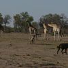 Interaction au milieu des girafes