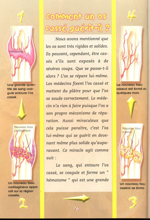 Album - (7) Le squelette composé d'os