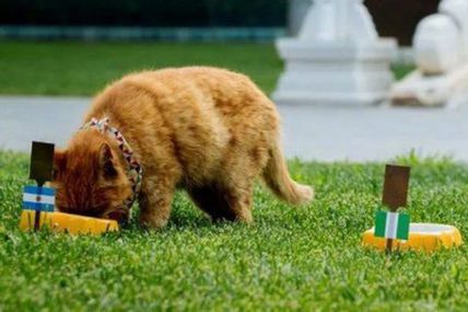 RUSSIA 2018: Psychic Cat who Predicted Nigeria-Argentina Match is reported Dead.