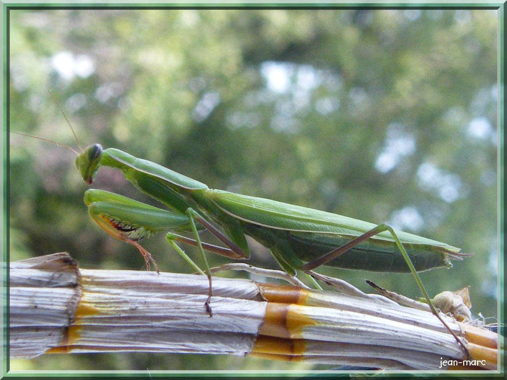 Album - Les-insectes