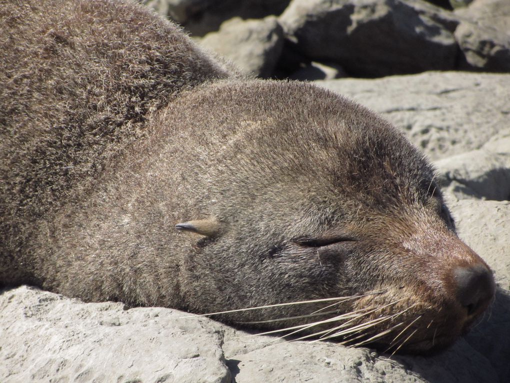 Album - NEW-ZEALAND