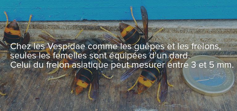 Lutte contre les frelons asiatiques, des mesures sont possibles