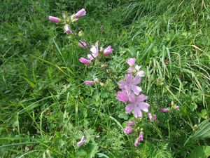 PRAIRIE FLEURIE LE LONG DE LA ROUTE DU MENE AU FRASNOIS