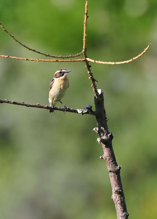 Tarier des prés (Saxicola rubetra).