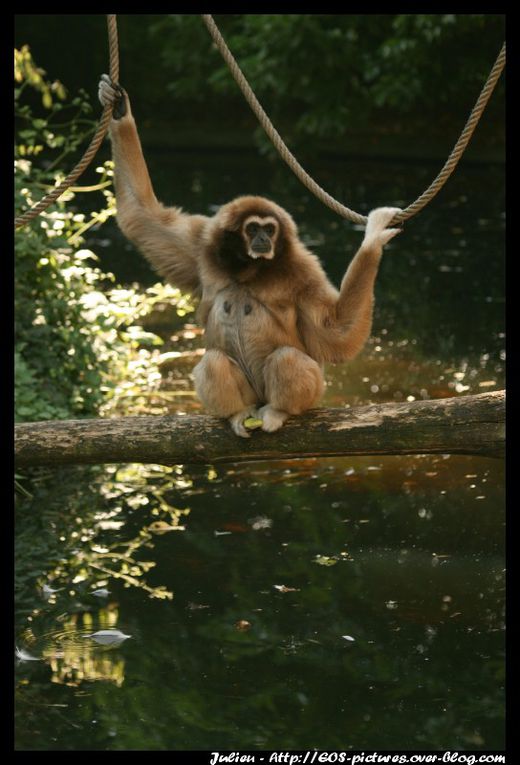 Photos du parc zoologique d'Amnéville prises durant l'année 2009.