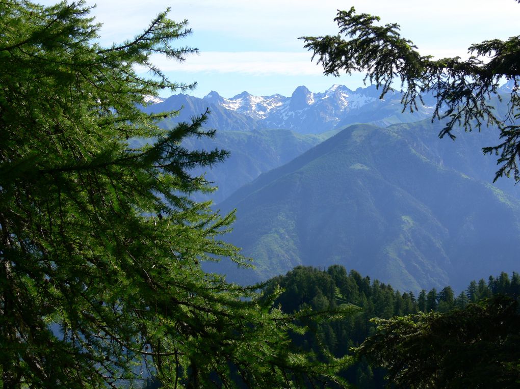 La flore du Mercantour