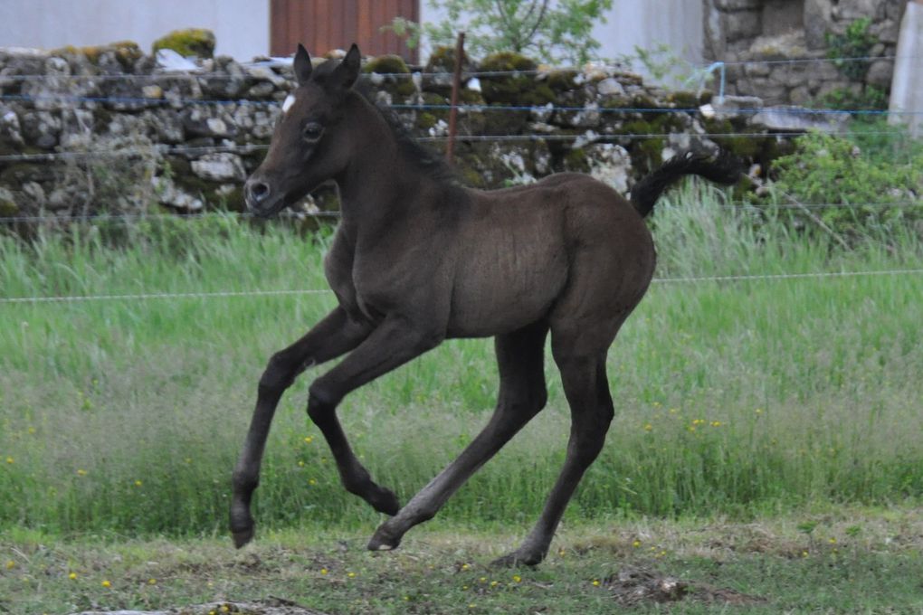 les chevaux , du poulain à la compétition...