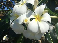 Raiatea et Taha'a les iles jumelles