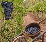 #Tuscan Producers Washington Vineyards