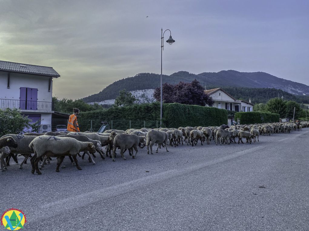 La Mure-Argens  :Passage du troupeau de Patricia Lopez