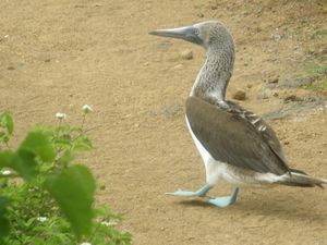 Une semaine aux Galápagos. 8/15 mai 2015