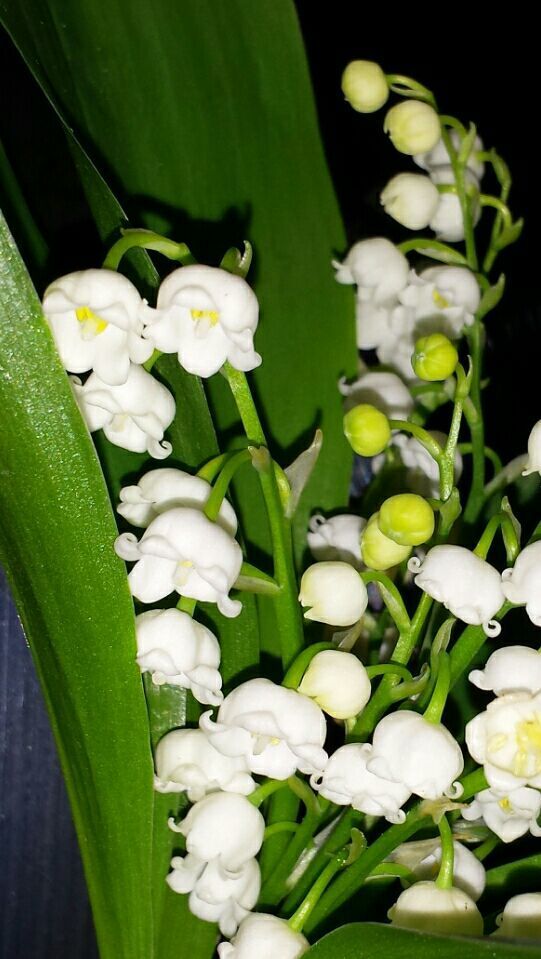 BON 1er MAI !