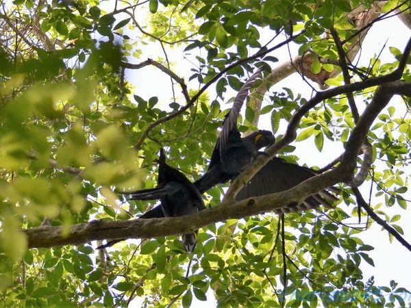 Pantanal Wilderness (Brésil en  camping-car)
