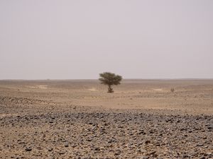 Le désert de MHAMID (Sud du Maroc 🇲🇦)