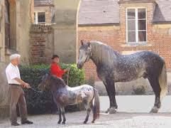 Cheval ou poney, comment les reconnaître ?