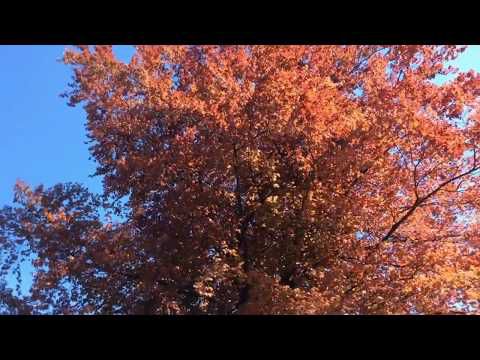 Printemps à Villeneuve/Lac Léman....