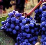 #Red Chianti Producers Central Valley California Vineyards 