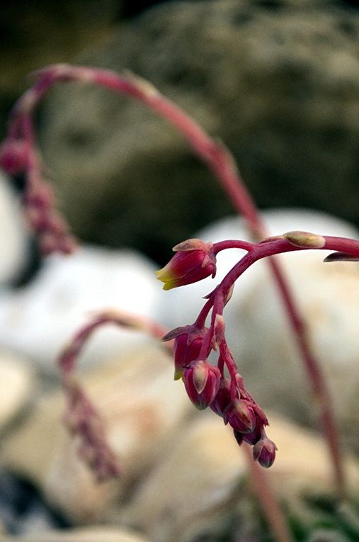 SOUS LE SOLEIL DE MEXICO: LE JARDINIER DU DIMANCHE