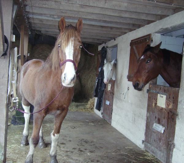 Un cheval au pré, les copains chevaux et poulains, l'alimentation, les balades, la gadoue... la belle vie quoi!