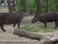 Alpenmurmeltier, Hyazinth-Ara, Wildhunde, Zebras, Brillenpinguine, Tapire, Panzernashorn