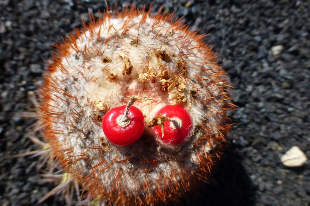 J'adore ces fleurs délicates, fragiles et et éphémères