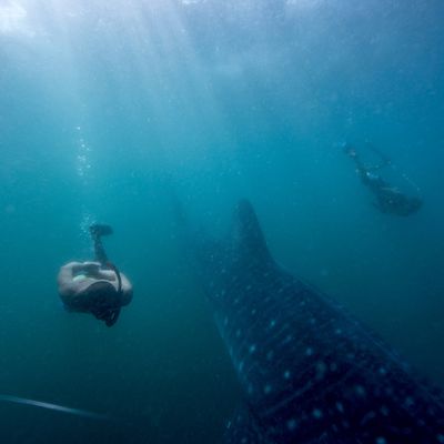Aux Philippines un sanctuaire de requins-baleines