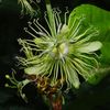 Passiflora auriculata