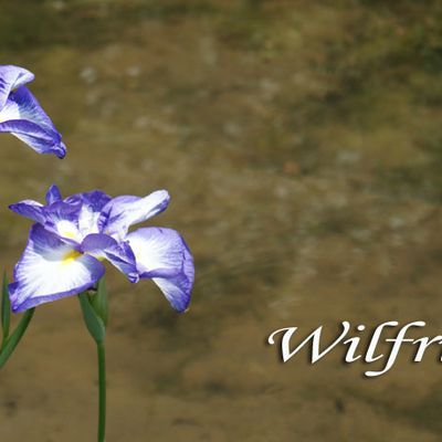 Wilfrid - Wilfried