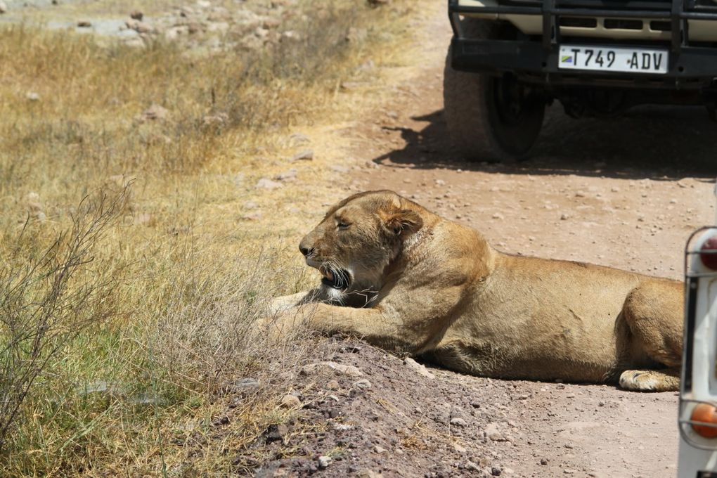 Album - 7.2 Ngorongoro