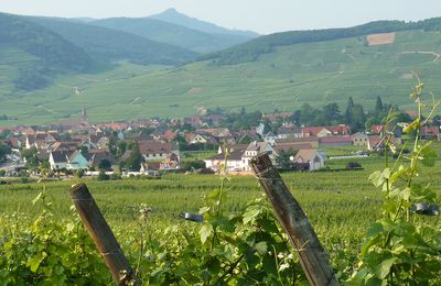 alsace les vignes