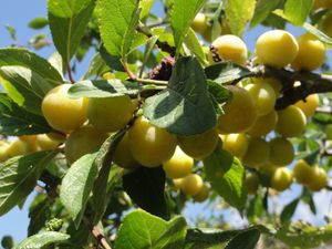 Récolte de mirabelles