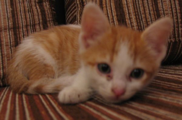 Le petit chaton recueilli dans les poubelles et vite habitué à une vie de luxe et de croquettes à volonté...