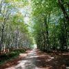Promenade en forêt de Montmorency