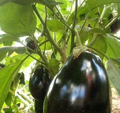 Aubergines à la provençale