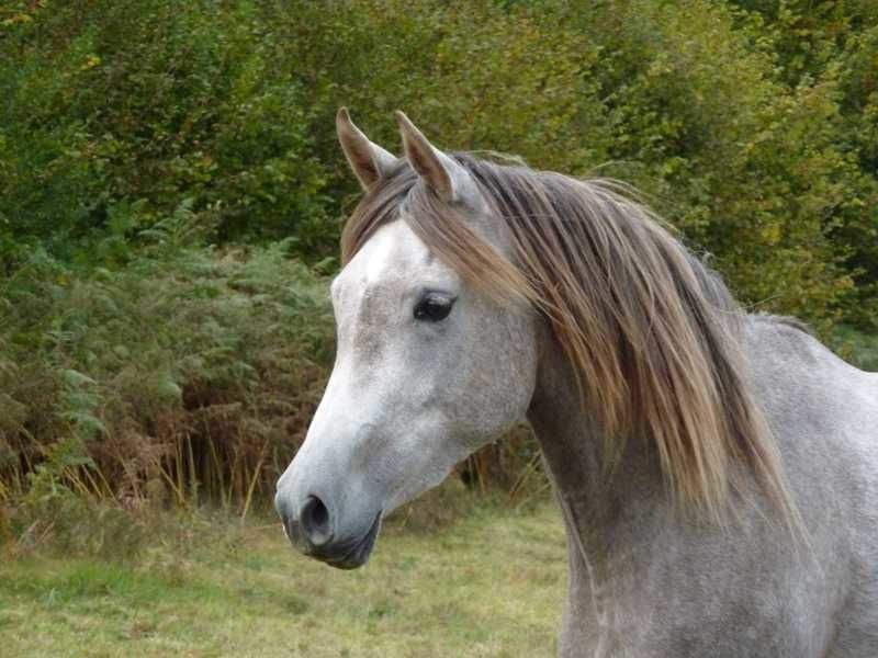 Album - poulains d'Europe's Padron - Europe's Padron foals 