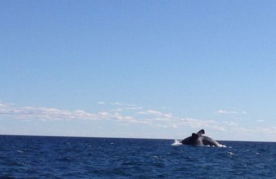  Baleine Franco australe (si vous cherchez bien, on la voit!) 