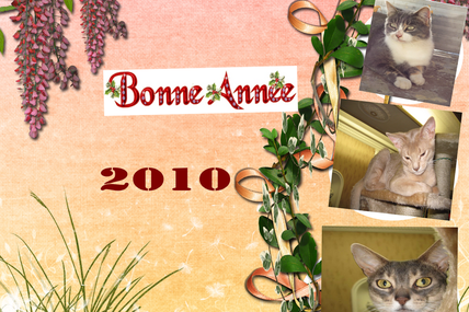 BONNE ANNEE 2010!