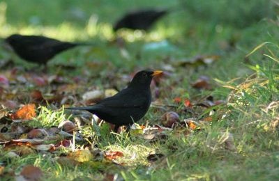 les merles de mon jardin