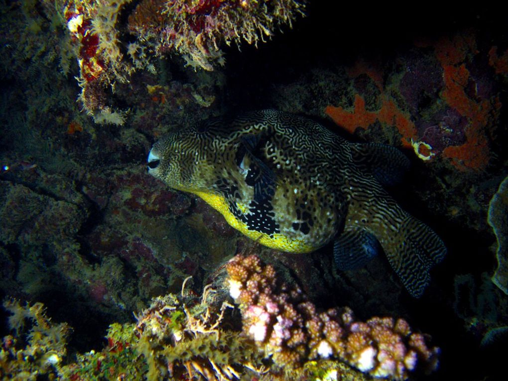 Les tétrodons sont également appelés poissons-globes, poissons-ballons  ou tétraodons