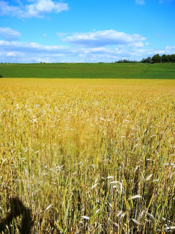 Récolte du foin, prairies qui repoussent après la première coupe, céréales: l'avoine qui rattrape le triticale et l'épeautre