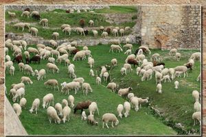 Eco-pâturage à la Forteresse de Salses 2... 