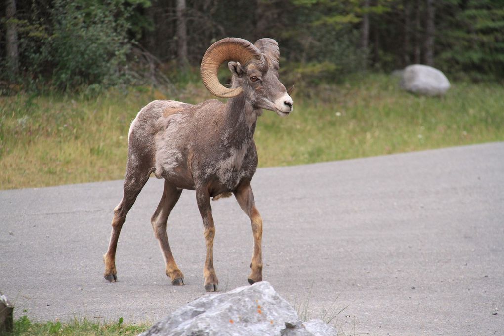 Parc de Banff J2